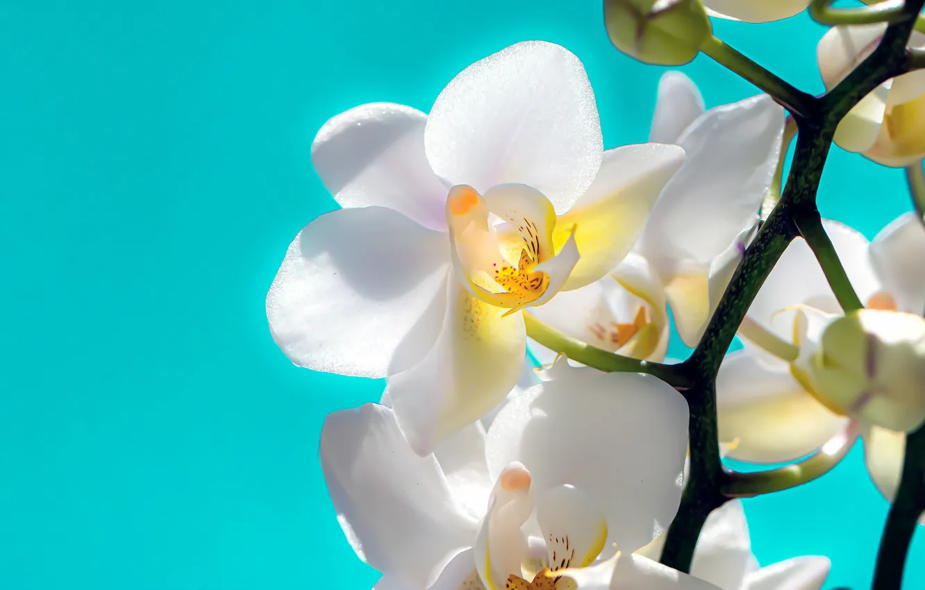 Фото обои макро, цветы, белые, орхидеи, бутоны, голубой фон