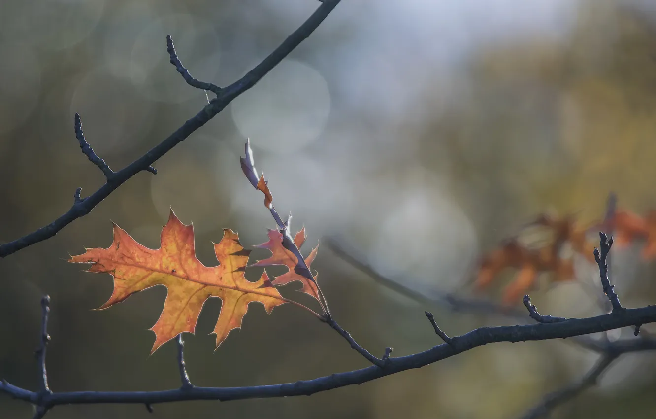 Фото обои осень, лист, ветка