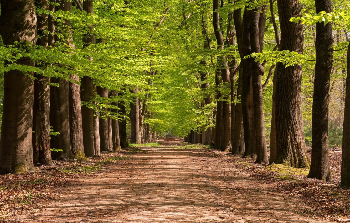 Фото обои trees, alley, avenue, path