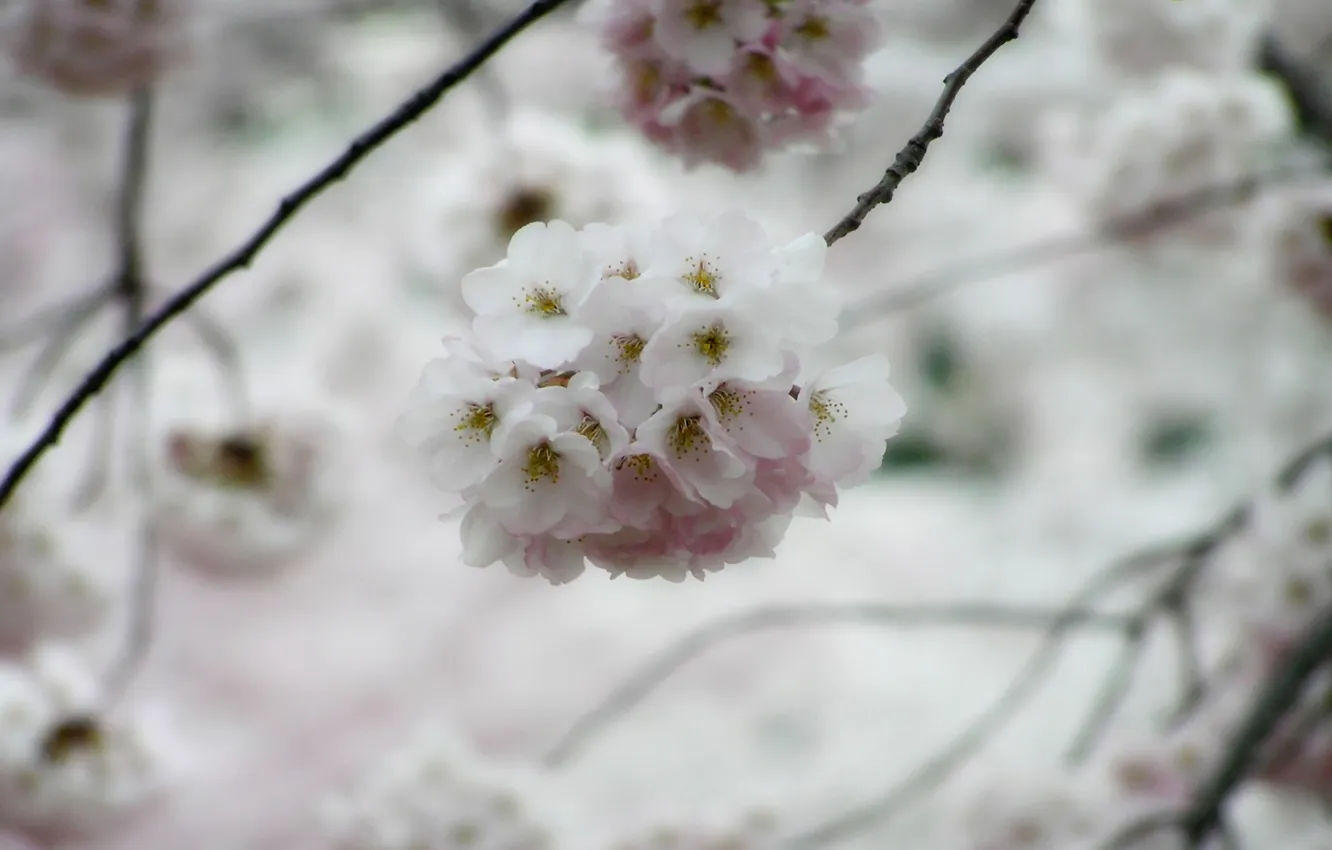 Фото обои цветок, макро, дерево, Сакура, sakura
