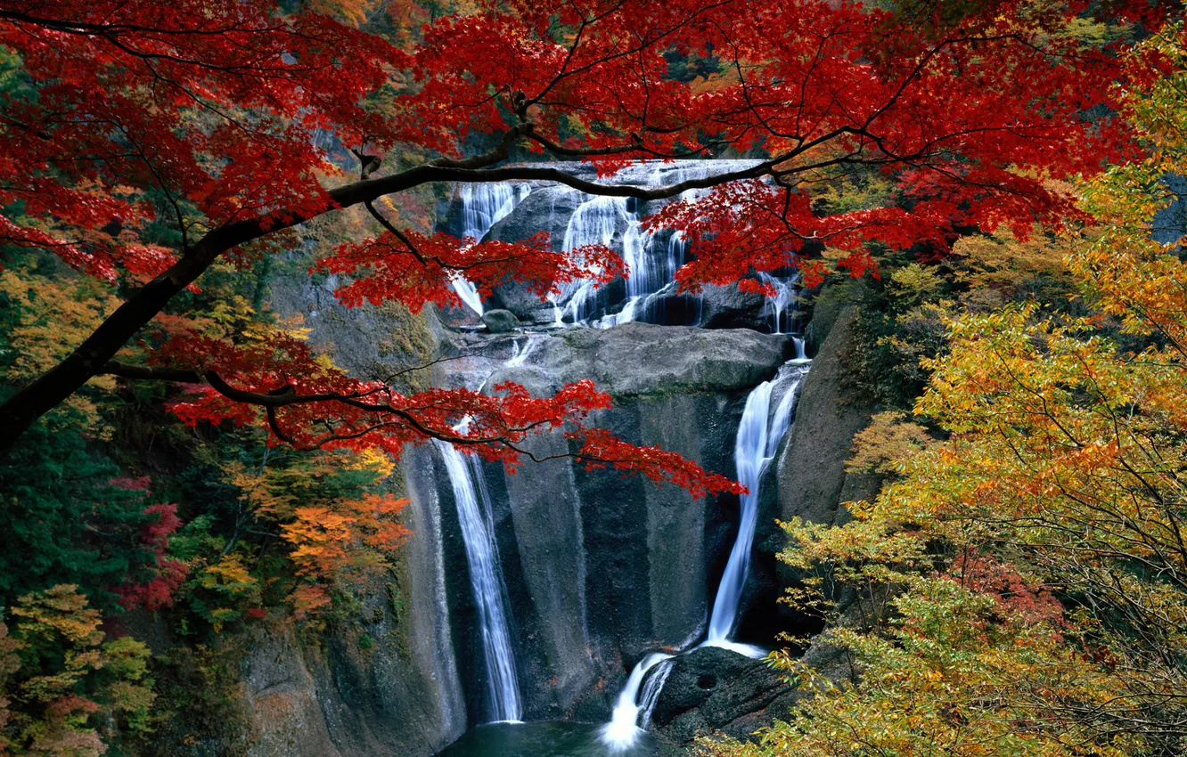 Фото обои осень, лес, деревья, Водопад
