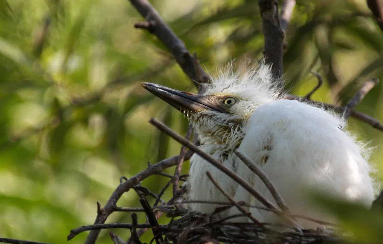 Фото обои nature, birds, baby, nest