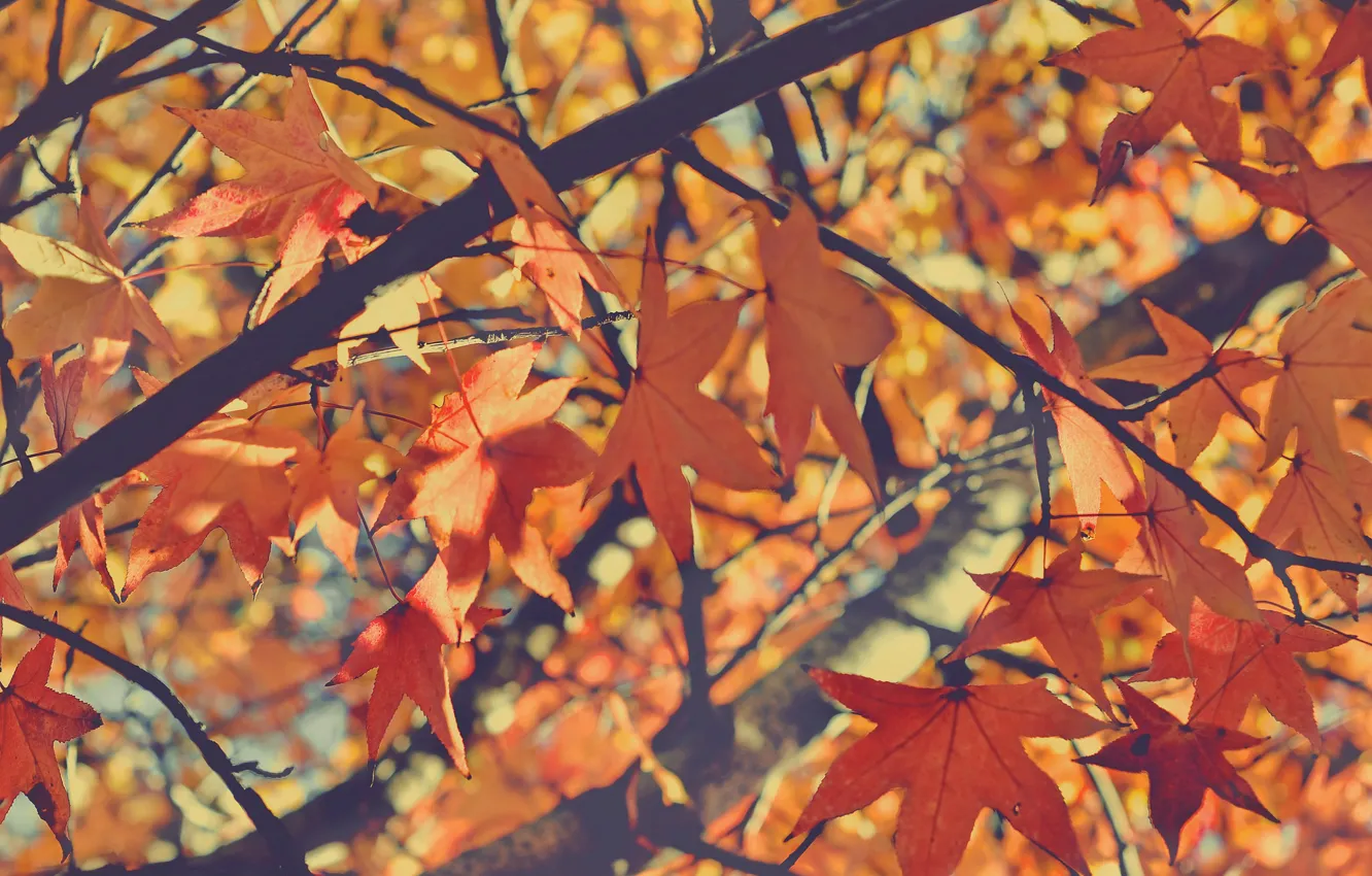 Фото обои осень, листья, ветки, дерево