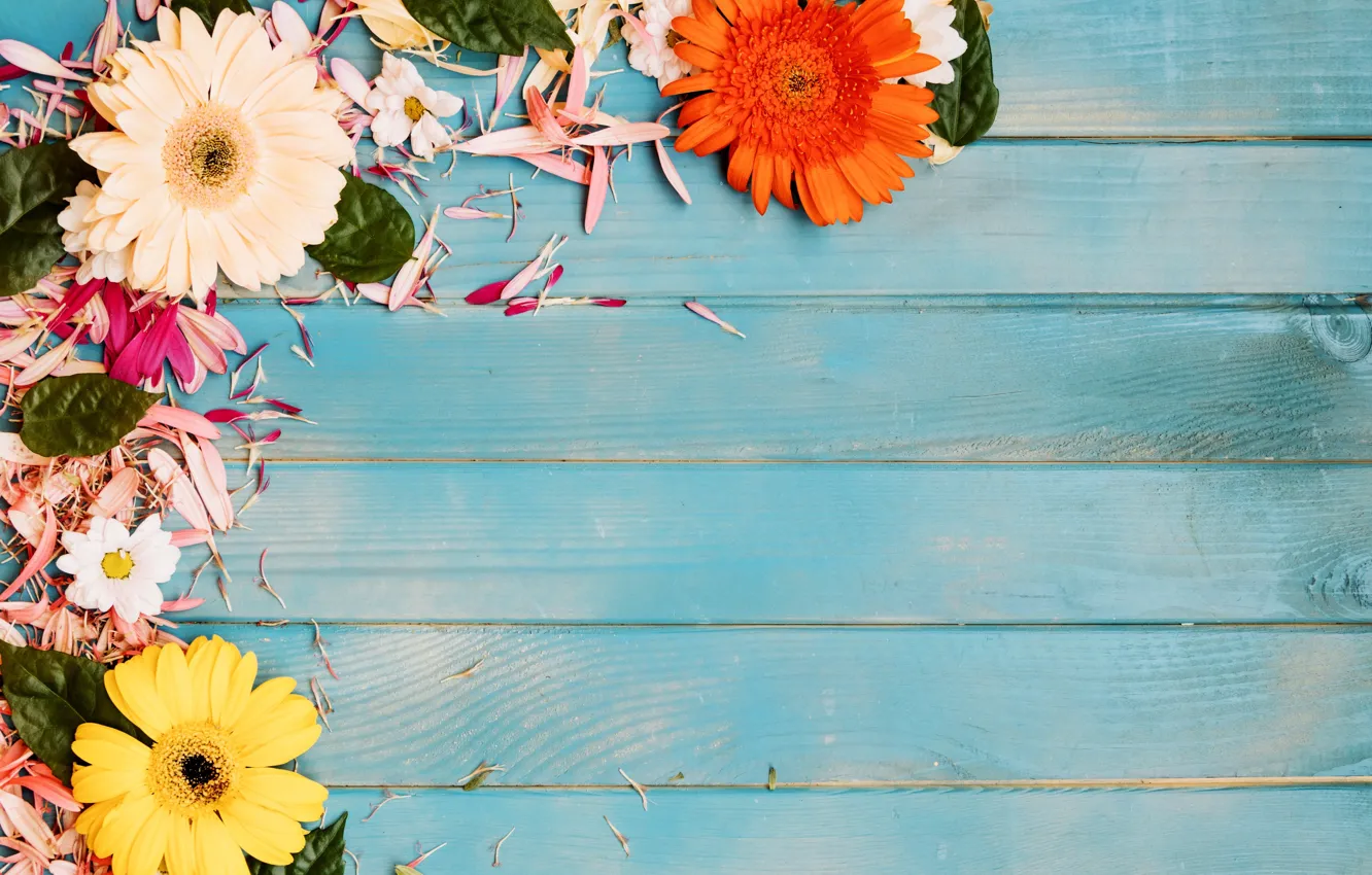Фото обои цветы, лепестки, герберы, хризантемы, голубой фон
