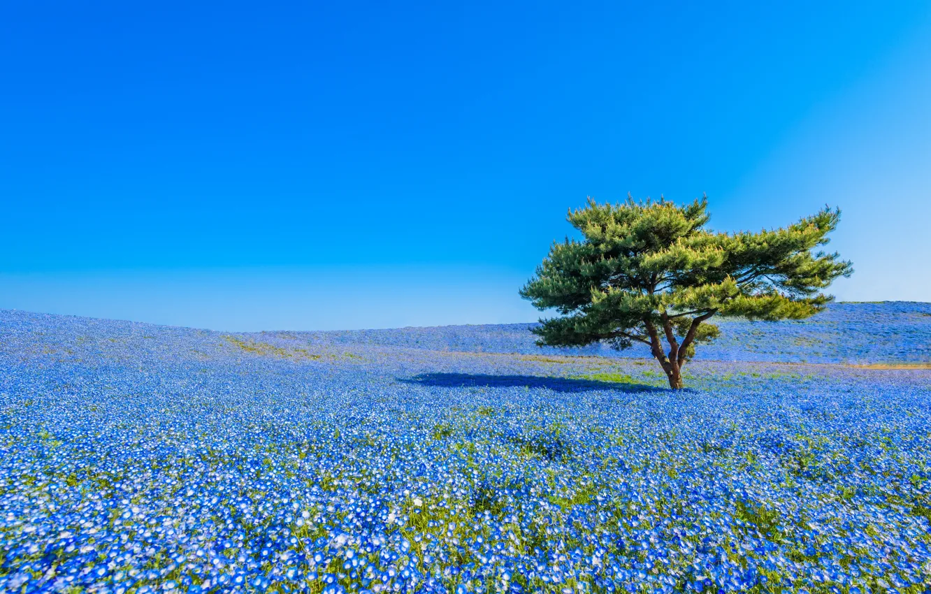 Фото обои цветы, дерево, Япония, луг, Japan, немофила, Национальный приморский парк Хитачи, Hitachi Seaside Park