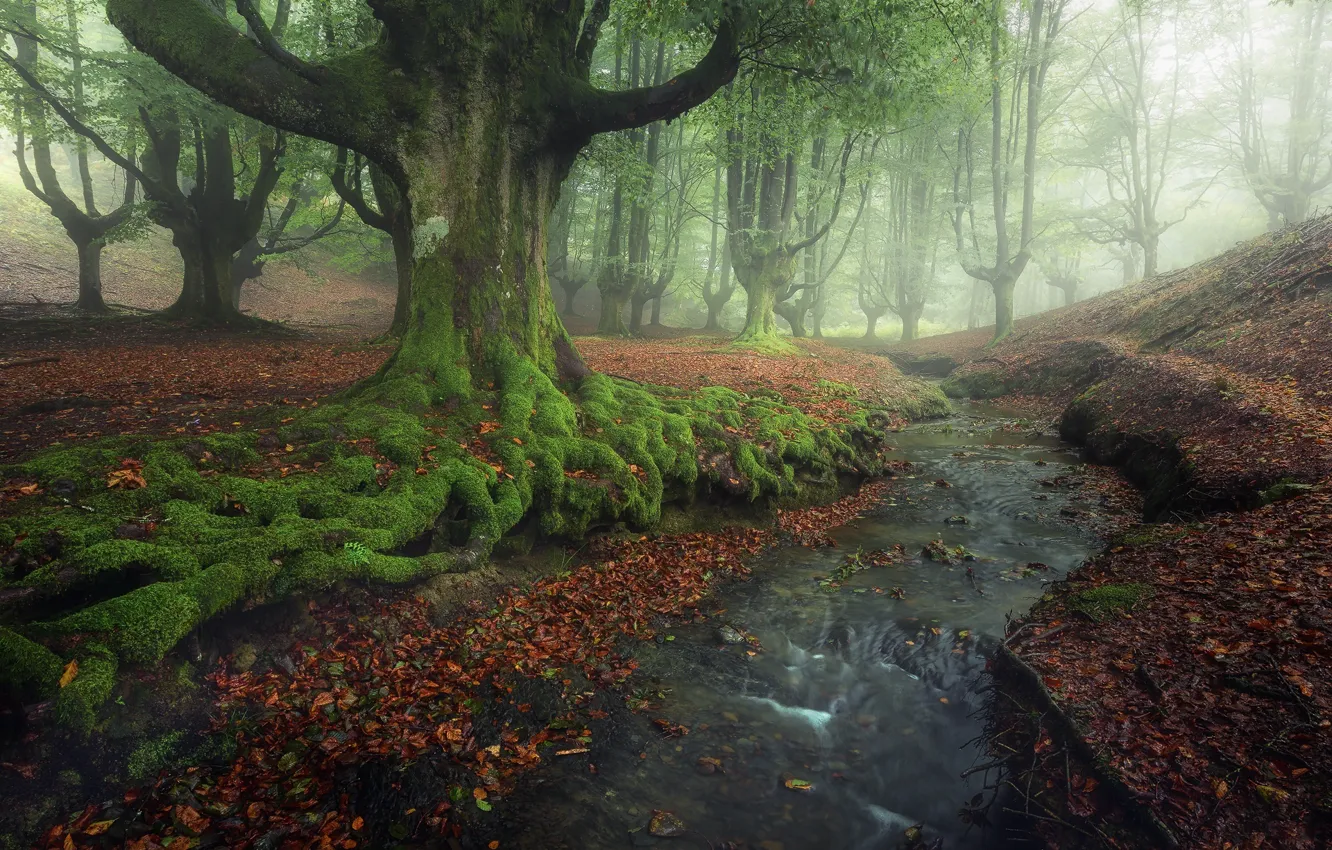 Фото обои деревья, ручей, листва, Испания, бук