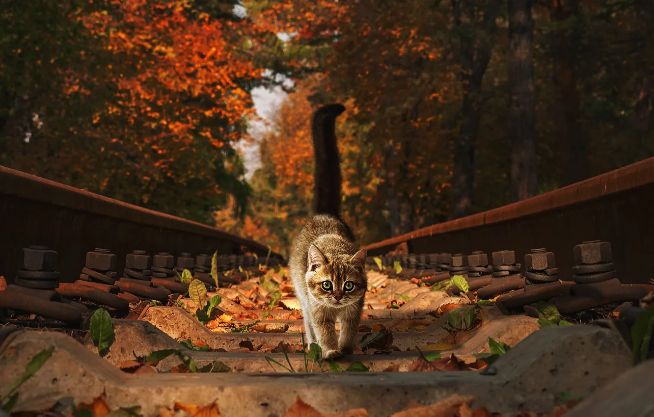 Фото обои осень, кошка, глаза, кот, взгляд, листья, деревья, природа