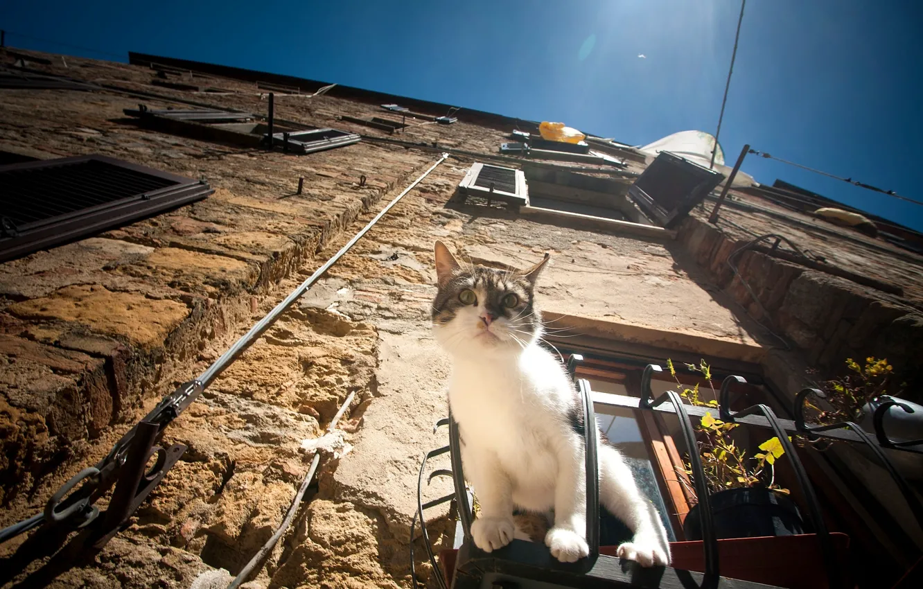 Фото обои кошка, кот, дом, окно, наблюдение