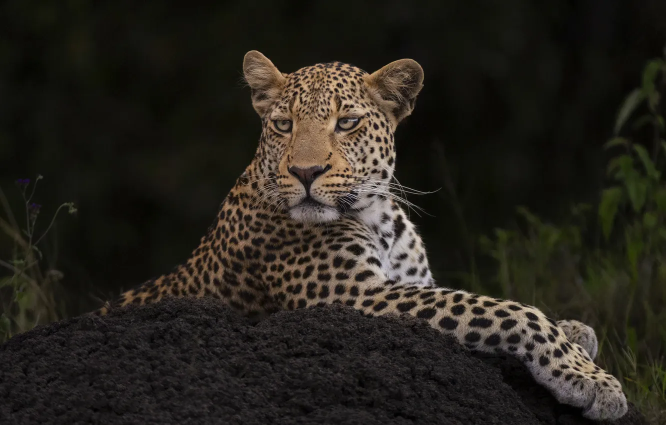 Фото обои взгляд, морда, портрет, леопард, черный фон