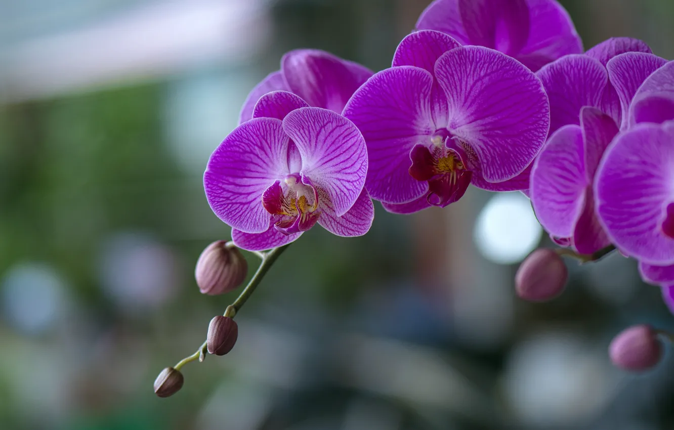 Фото обои цветы, орхидеи, цветение, flowers, фаленопсис, orchids, flowering