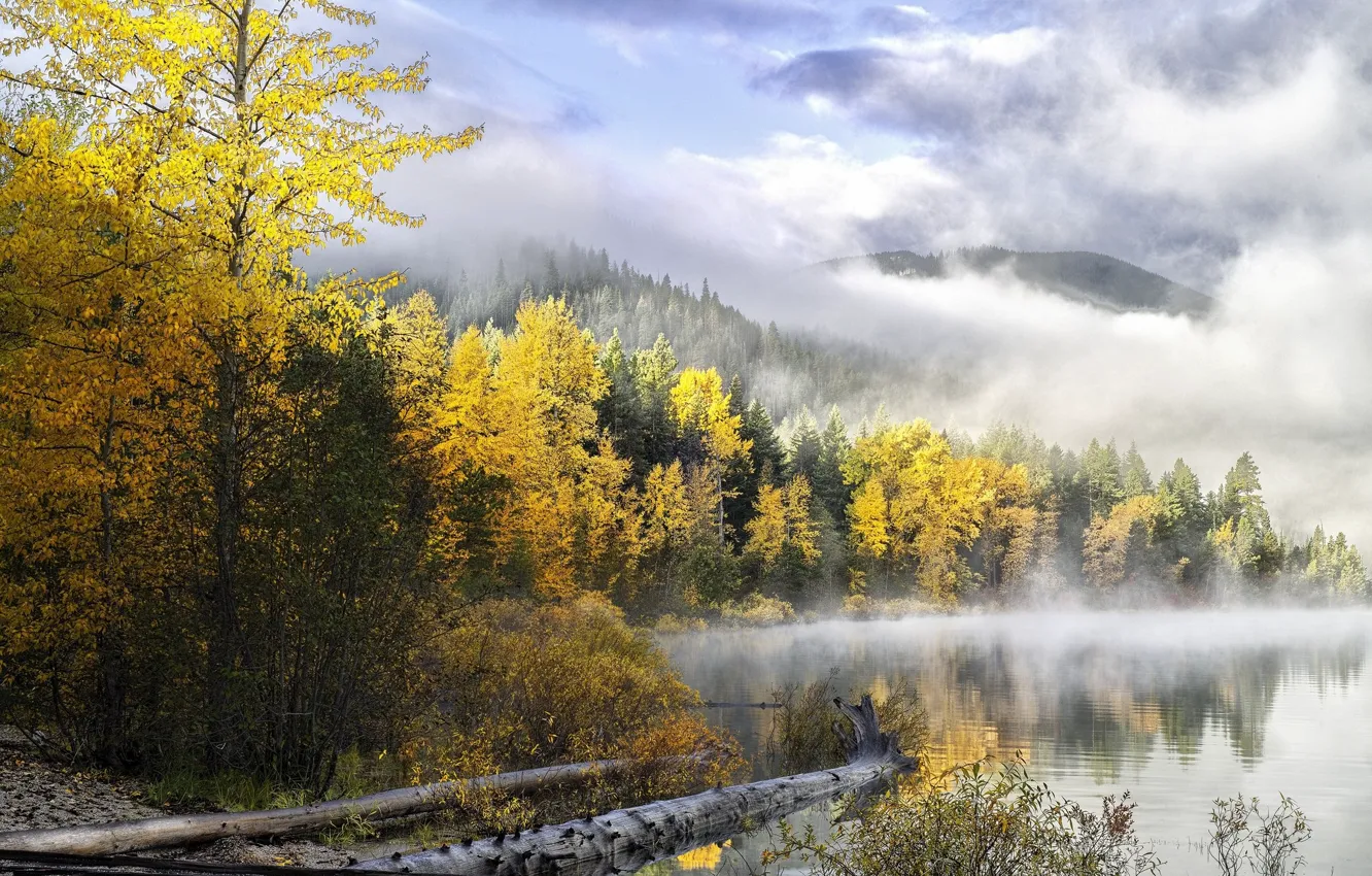 Фото обои осень, лес, туман, озеро