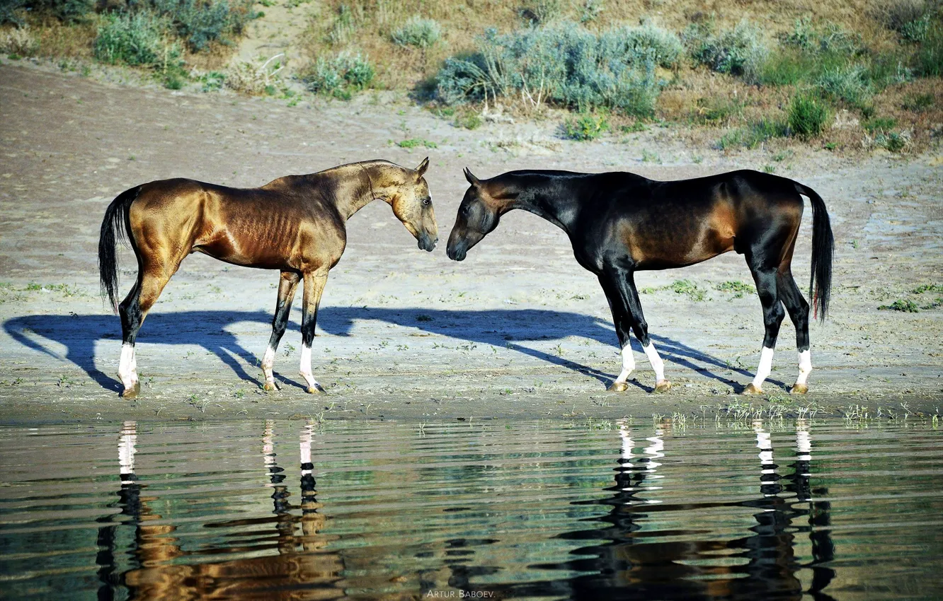 Фото обои озеро, берег, лошади