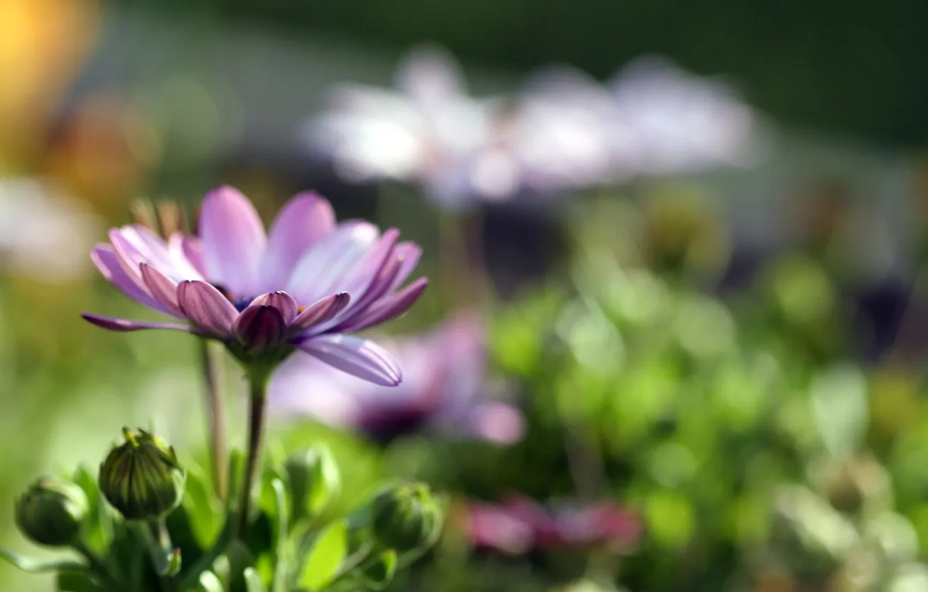 Фото обои цветок, фиолетовый, блики, розкрытый