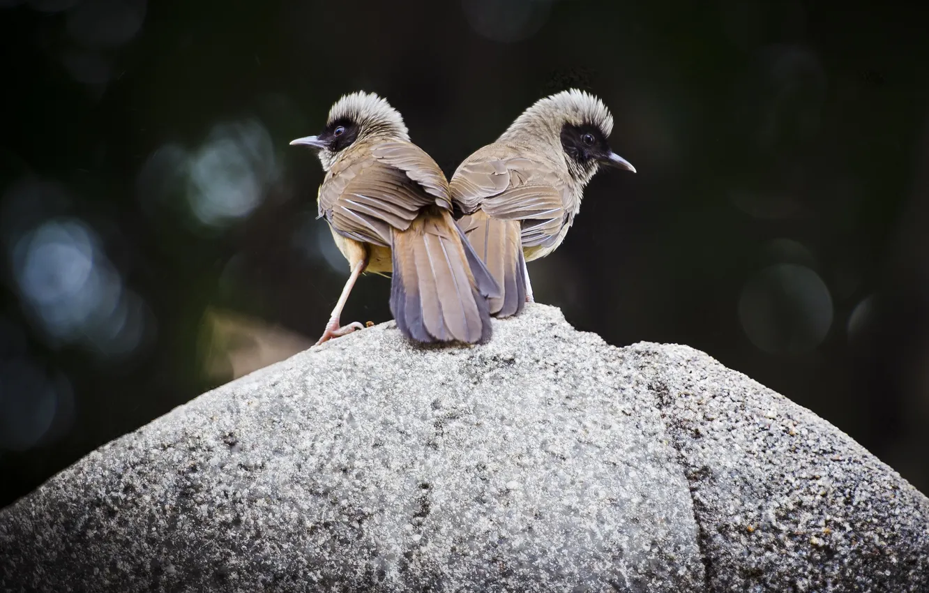 Фото обои птицы, фон, камень, две
