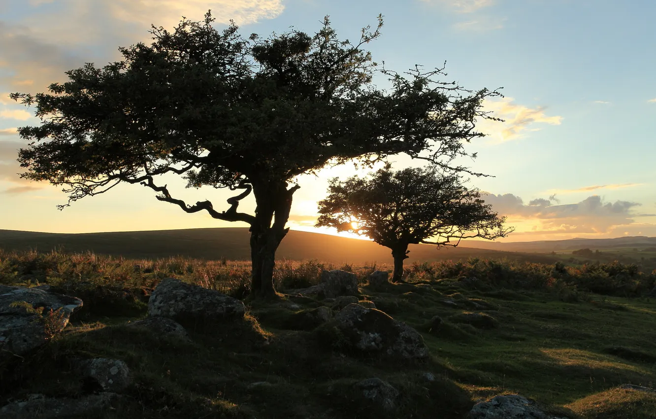 Фото обои trees, landscape, nature, sunset, dartmoor