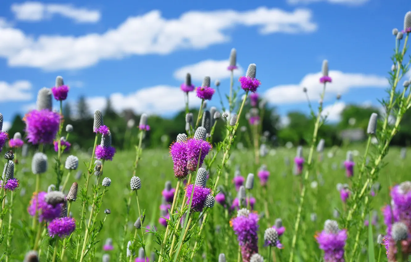 Фото обои поле, небо, трава, облака, цветы, луг