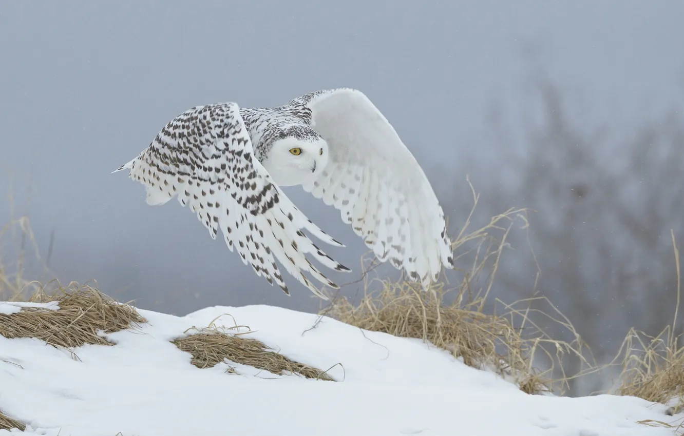 Фото обои зима, сова, белая, полярная