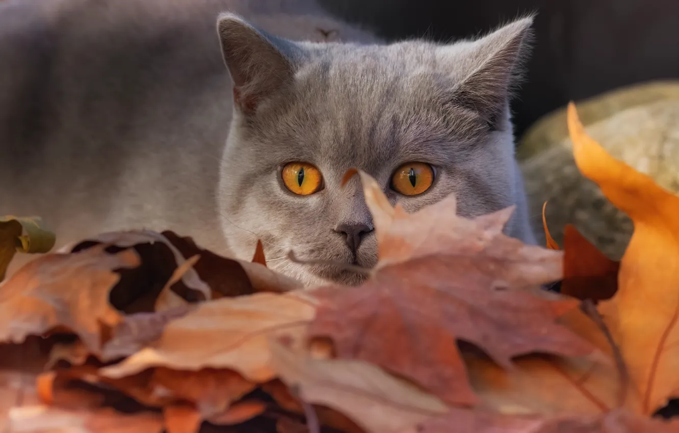 Фото обои кошка, взгляд, листья, мордочка, Британская короткошёрстная кошка