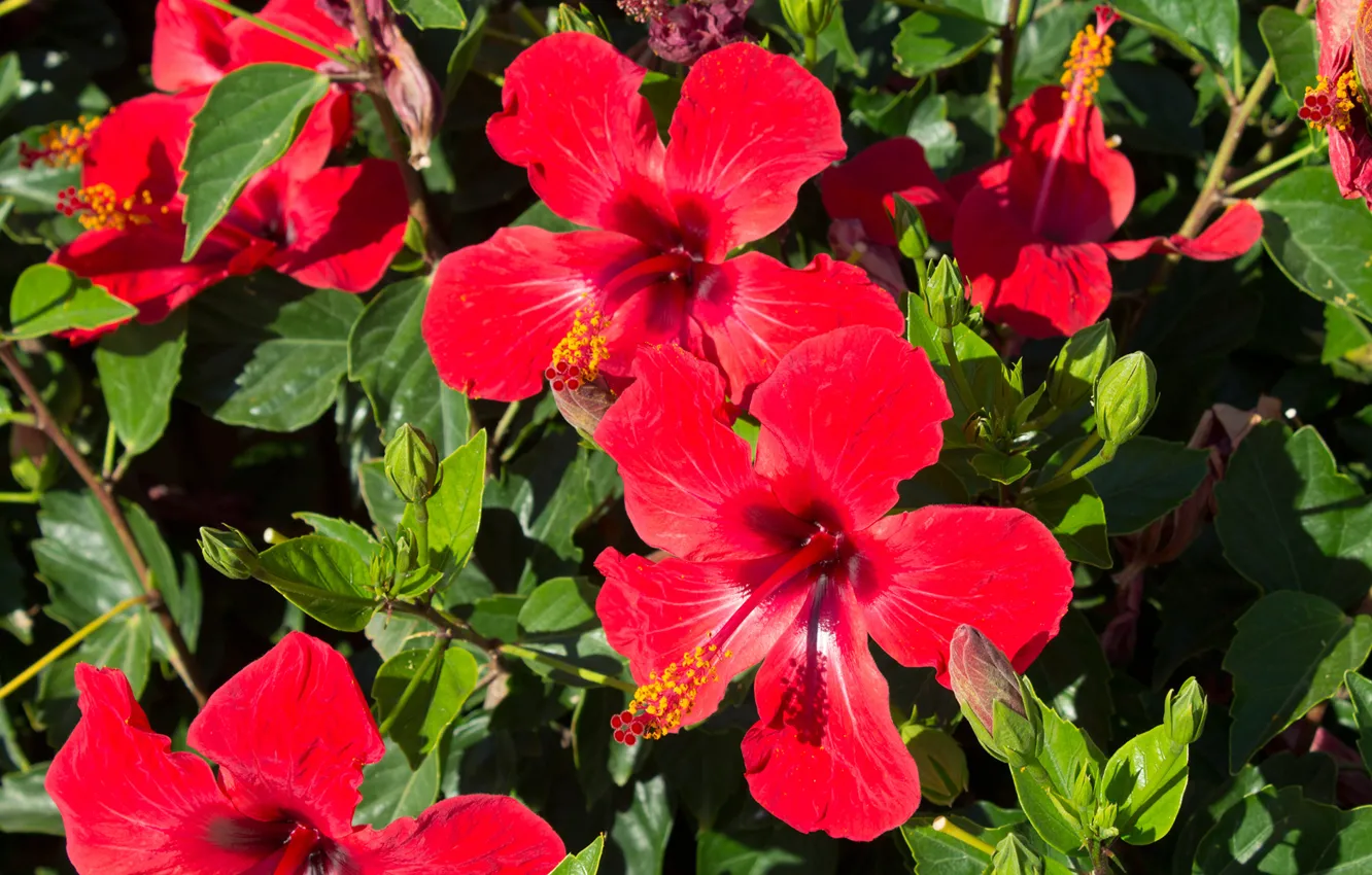 Фото обои листья, природа, лепестки, гибискус