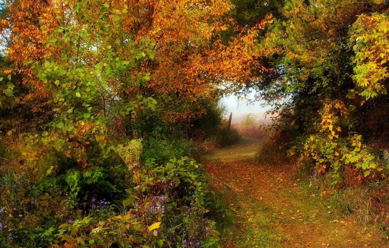 Фото обои дорога, осень, лес, природа