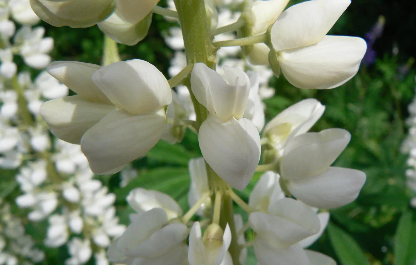 Фото обои макро, цветы, природа, моё фото