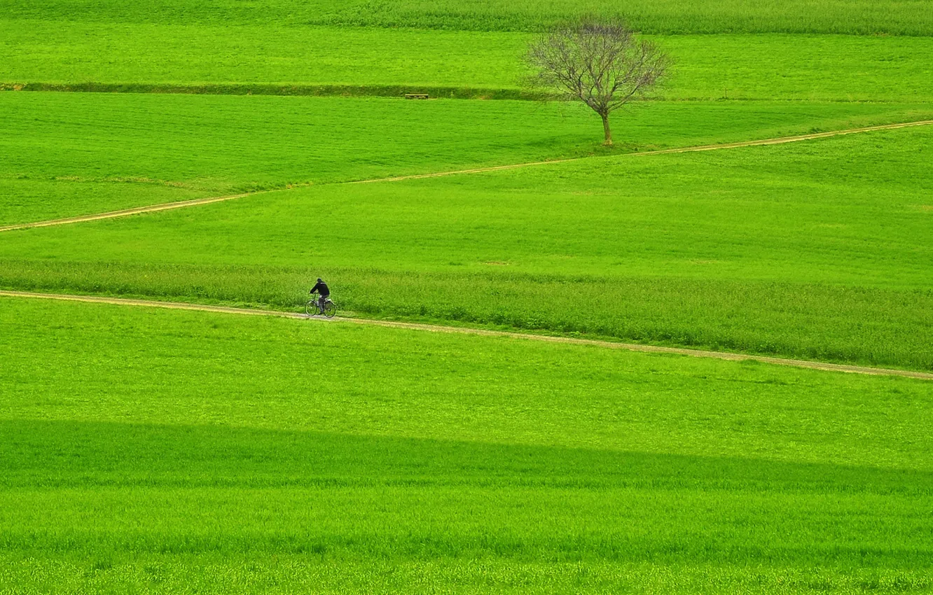 Фото обои green, grass, bike, fields, tree, way, man, pathway