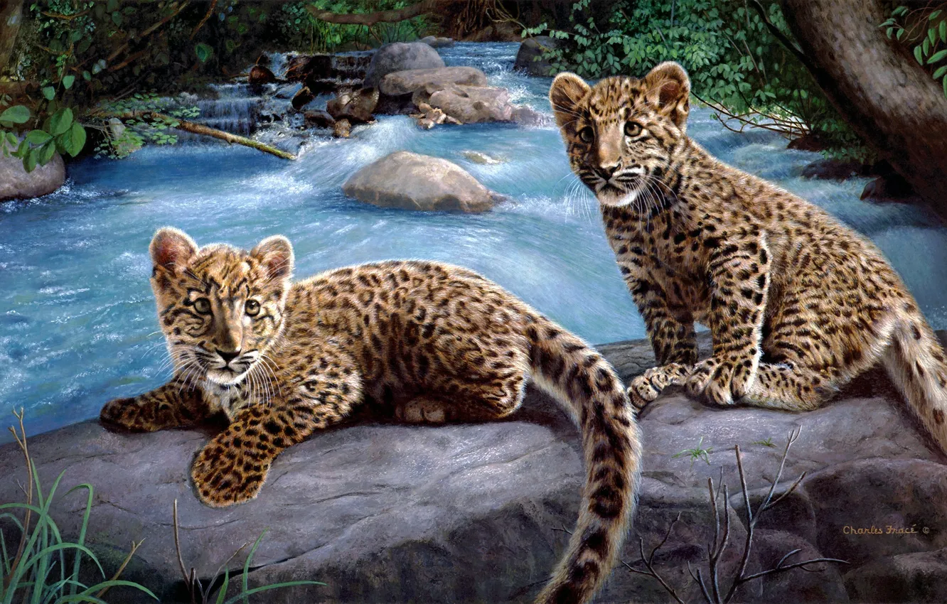 Фото обои камни, Река, леопард, котята