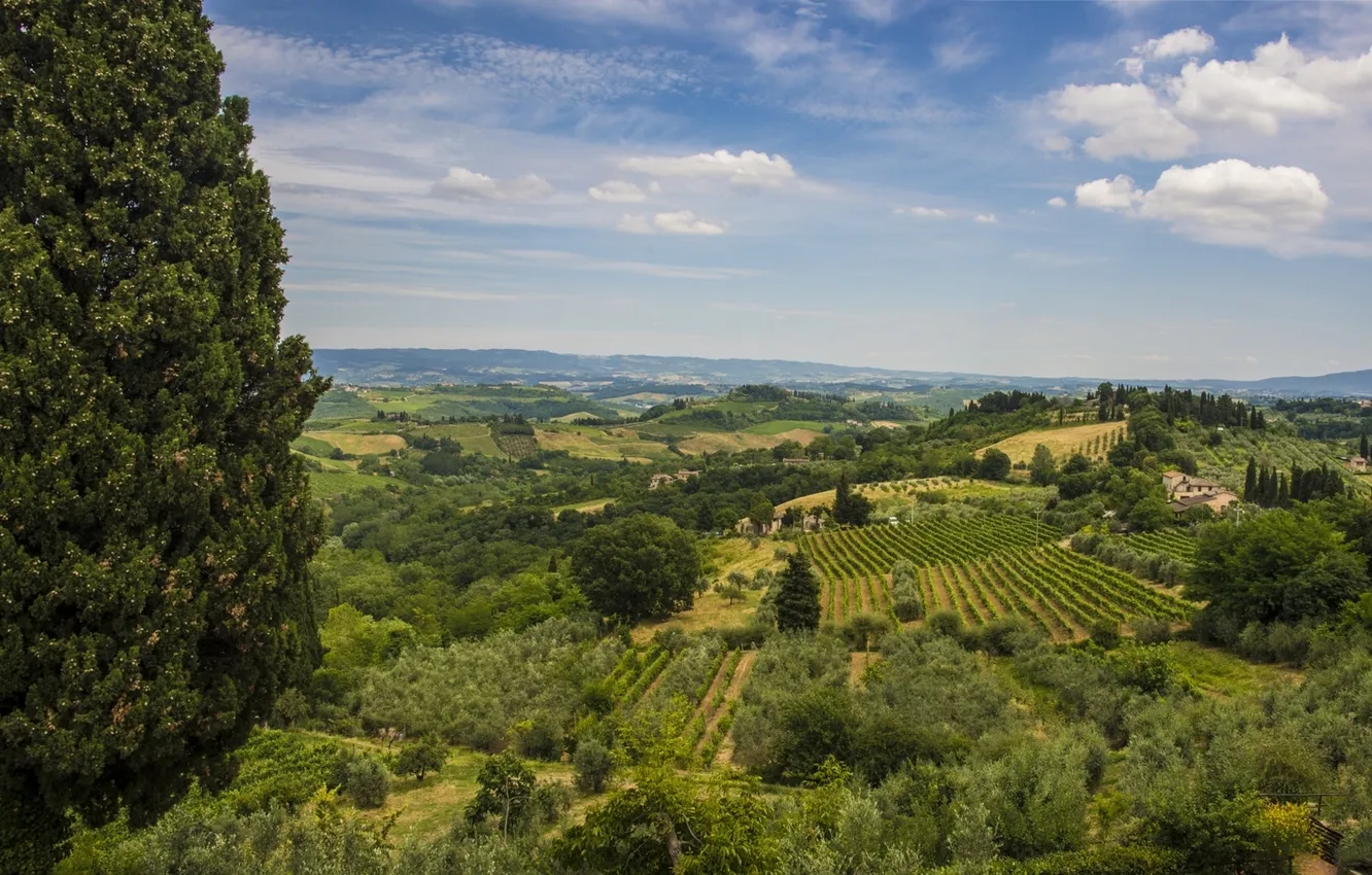 Фото обои деревья, пейзаж, поля, Италия, панорама, Italy, Тоскана, Tuscany