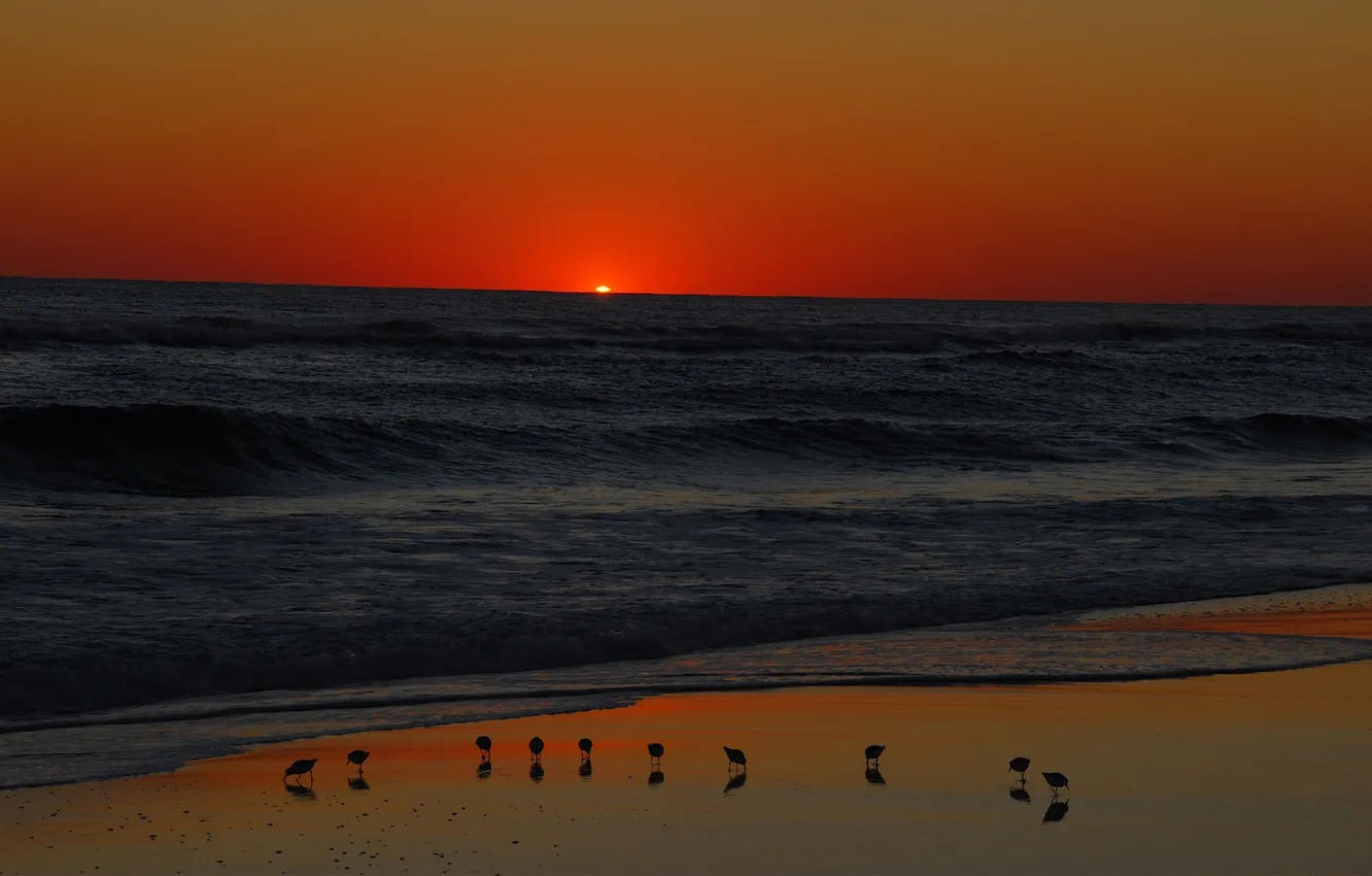 Фото обои море, волны, солнце, закат, птицы, берег, горизонт