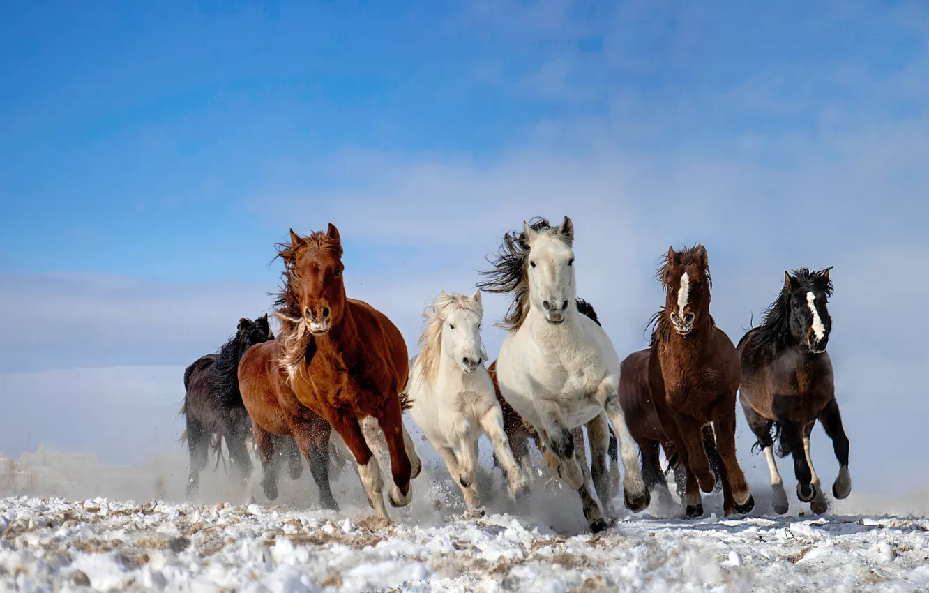 Фото обои небо, снег, лошади, табун
