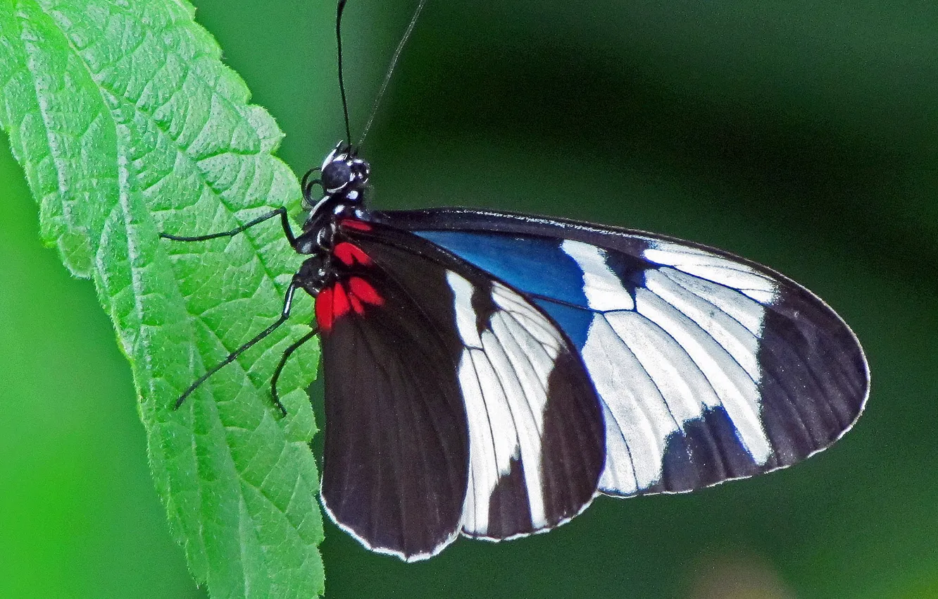 Фото обои бабочка, Макро, насекомое, butterfly, insect, Macro, Sapho Longwing Butterfly