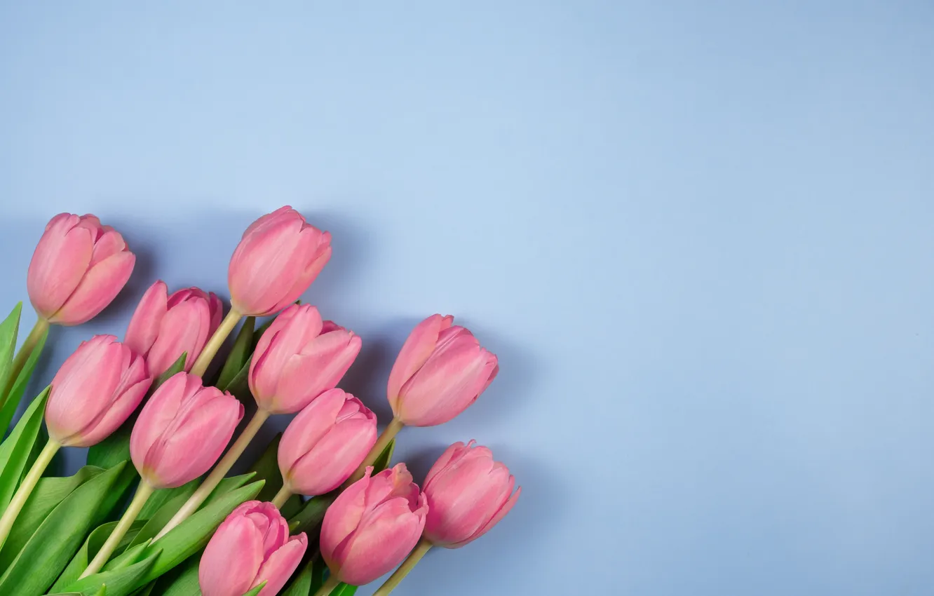Фото обои цветы, букет, тюльпаны, розовые, pink, flowers, beautiful, tulips
