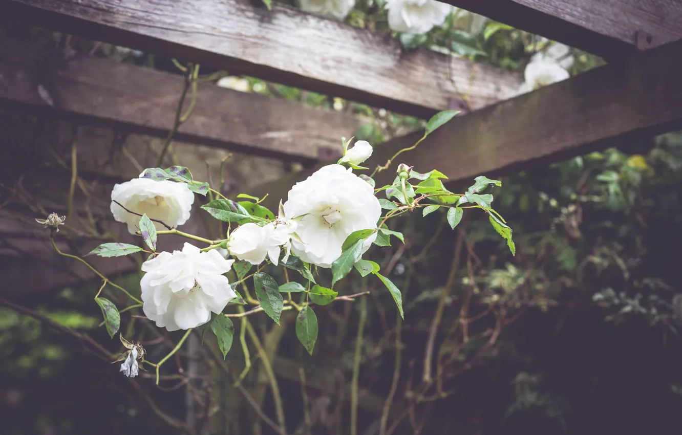 Фото обои цветы, забор, розы, белые, розовый куст