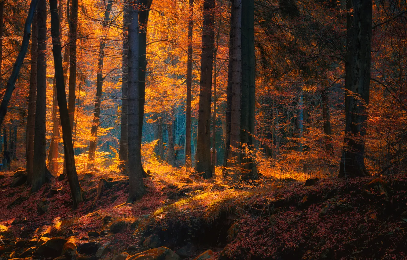 Фото обои осень, лес, деревья, природа, Deutschland