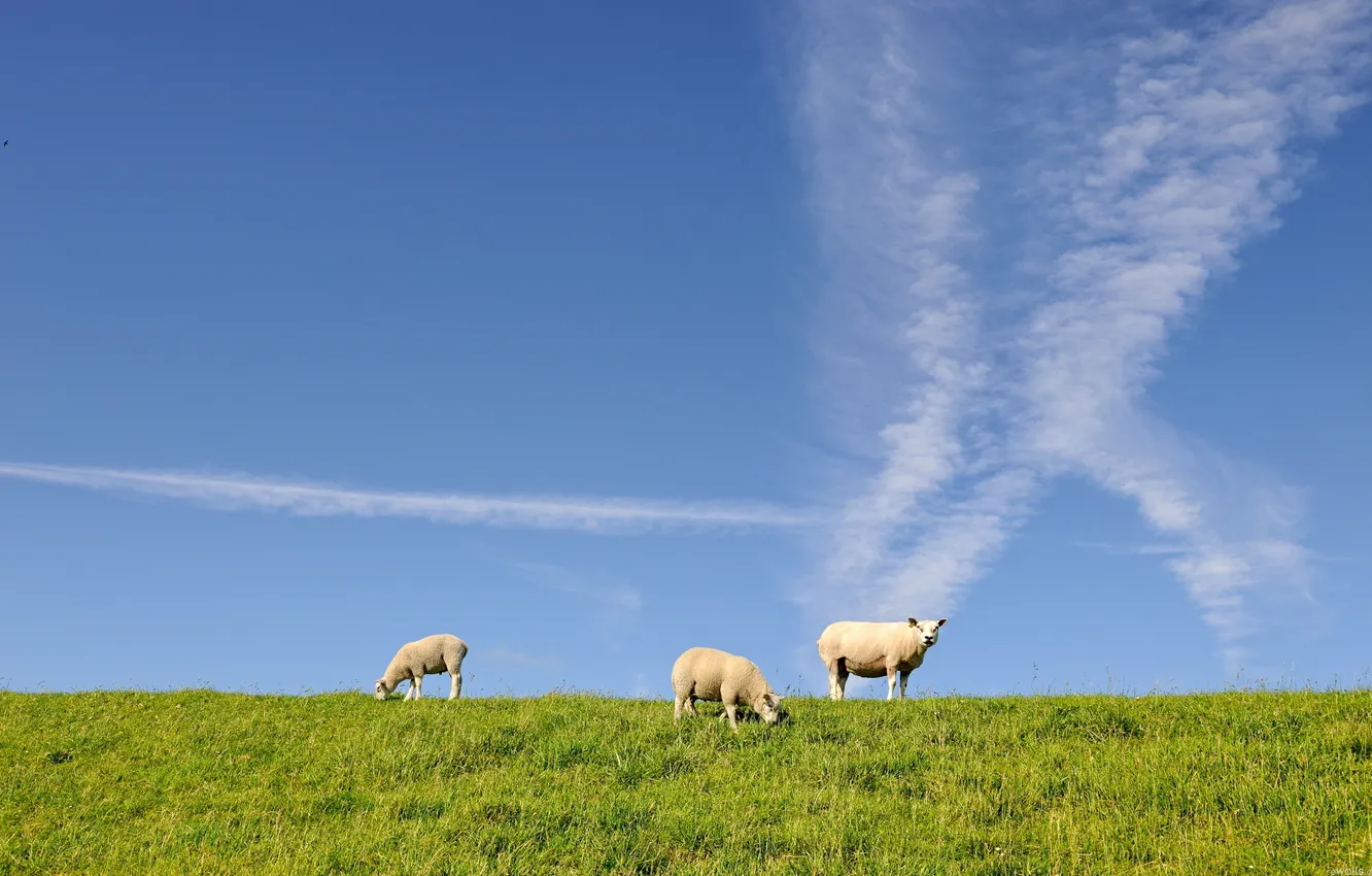 Фото обои небо, трава, овцы, три, овечки, трое