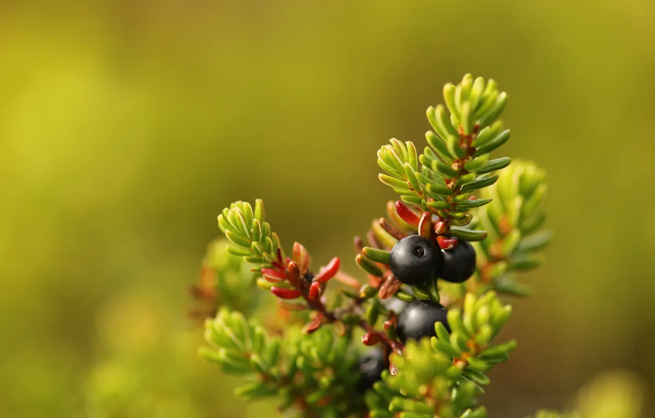 Фото обои макро, ягоды, боке, Crowberry