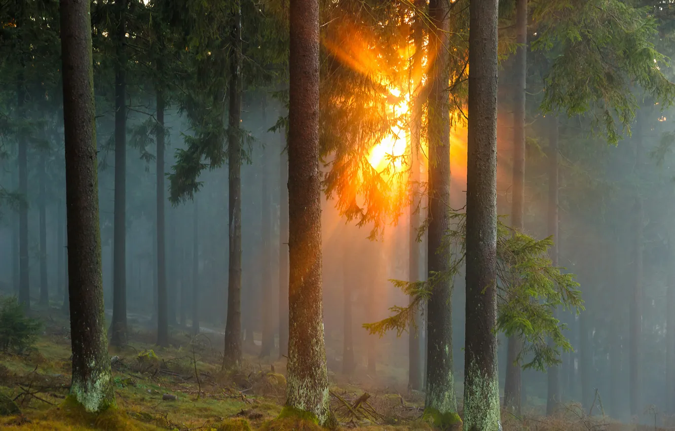 Фото обои лес, солнце, лучи, деревья, природа, туман, Германия, хвойные