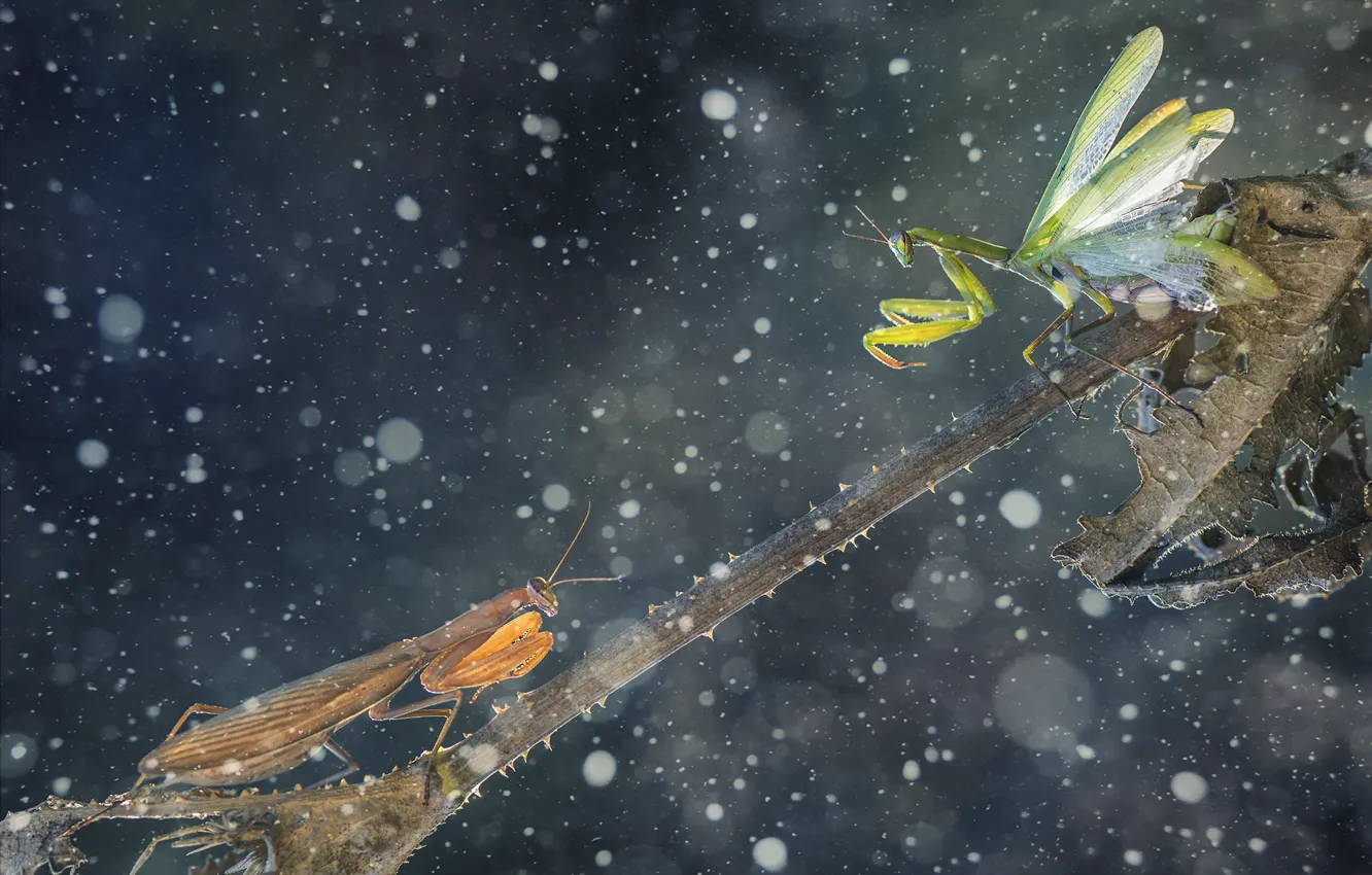 Фото обои battle, leaf, branch, green mantis, mantises, thorns, brown mantis