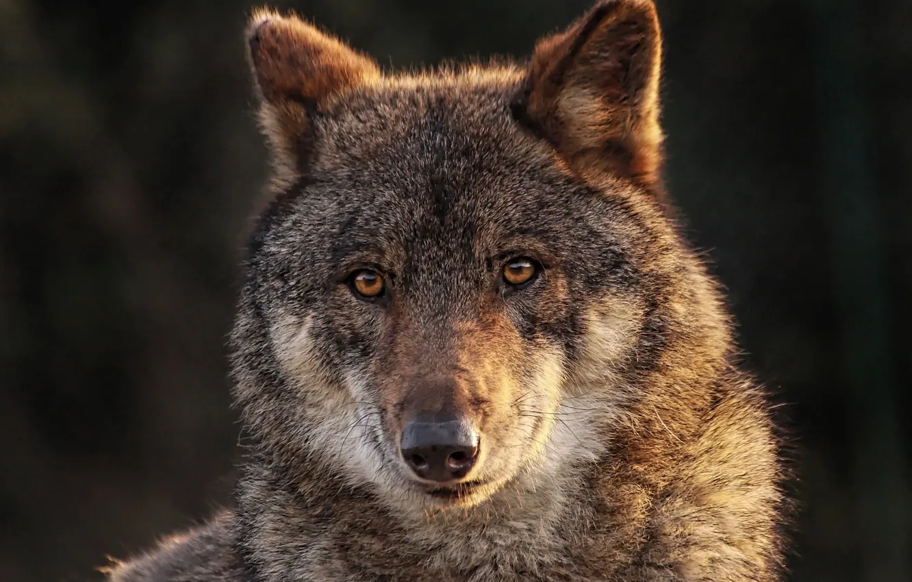 Фото обои nature, snow, predator, face, animal, wolf, wildlife, portrait