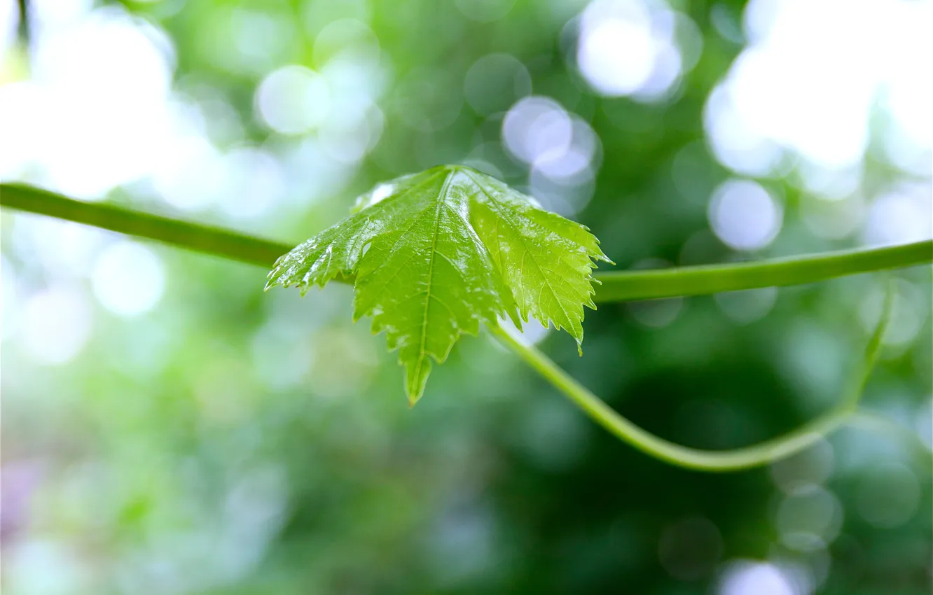 Фото обои green, Nature, fresh, leaf