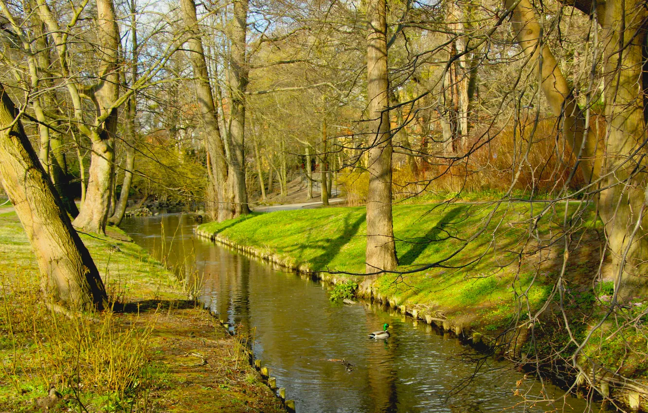 Фото обои trees, brook, park