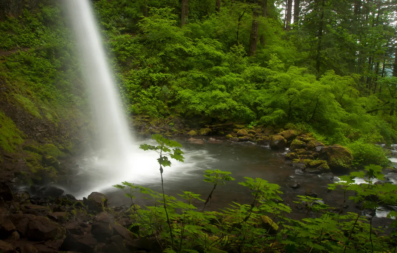 Фото обои лес, водопад, поток, Орегон, Oregon, Columbia River, река Колумбия, Ponytail Falls