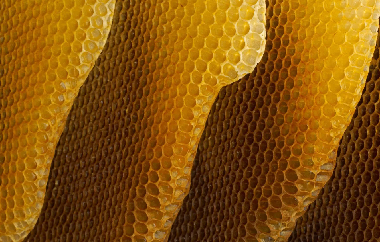 Фото обои соты, мёд, пчёлы