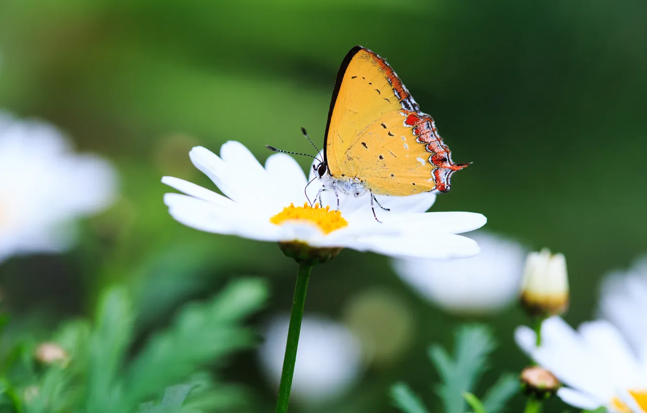 Фото обои макро, цветы, природа, бабочка, ромашка