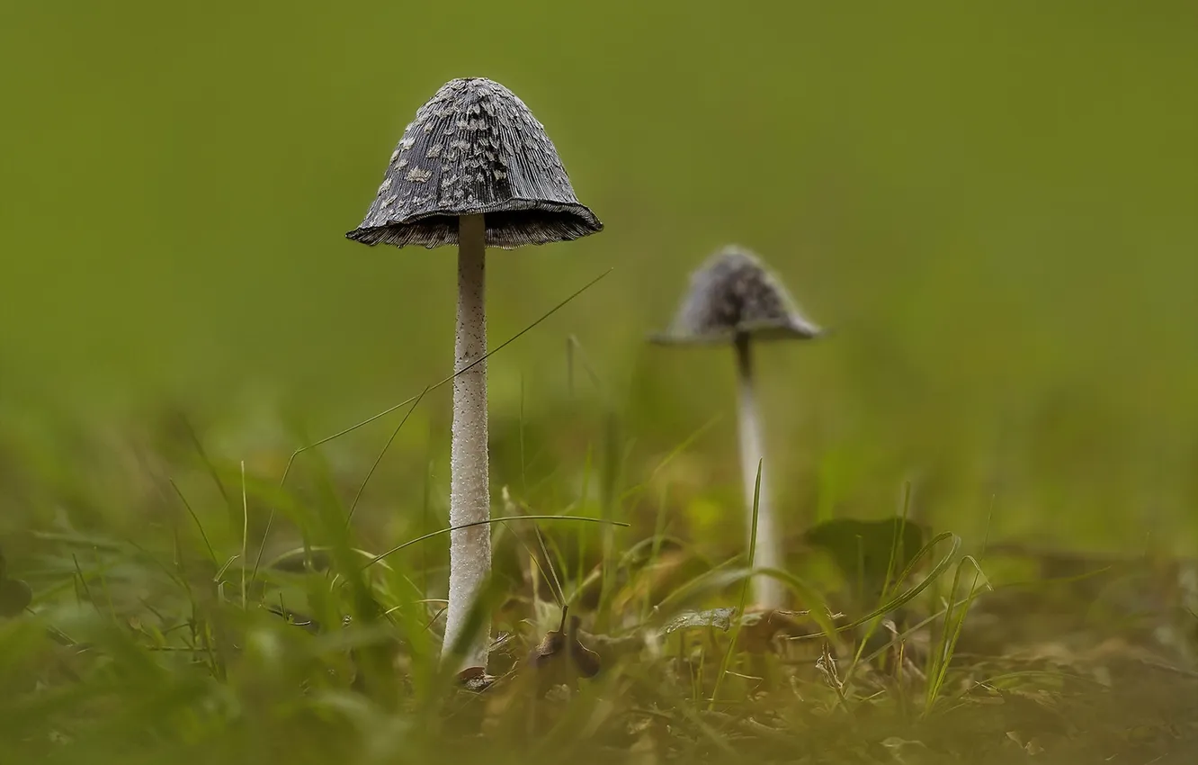 Фото обои природа, фон, грибы