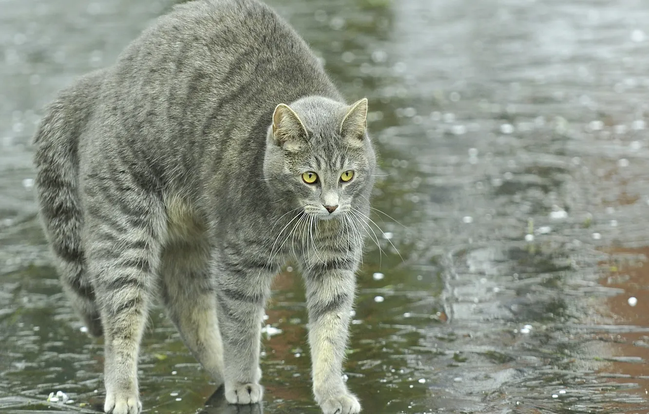 Фото обои кот, вода, капли, серый, дождь, вздыбился, напуган
