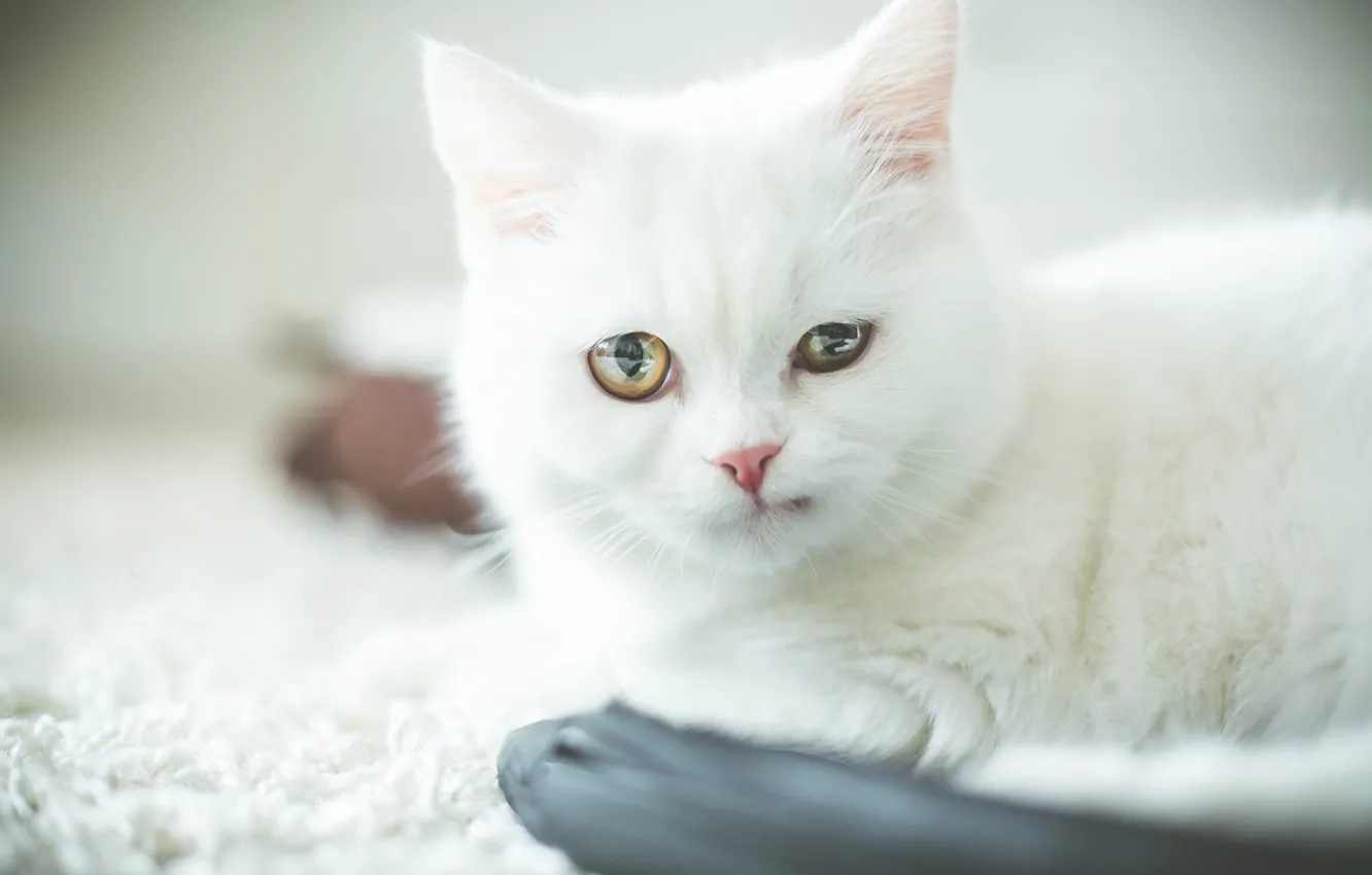 Фото обои кошка, белый, кот, взгляд, котенок, портрет, малыш, белая