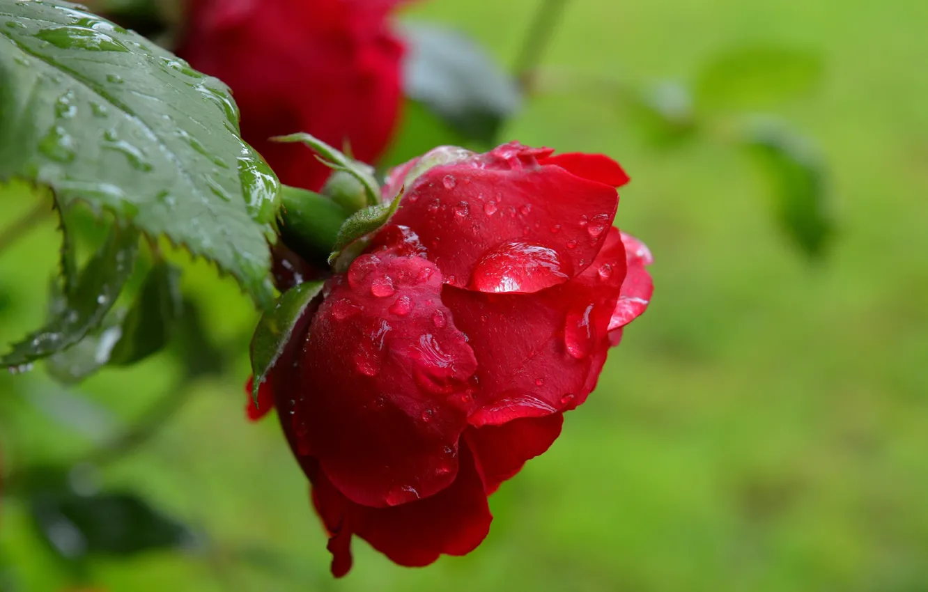 Фото обои Капли, Боке, Bokeh, Red rose, Drops, Красная роза