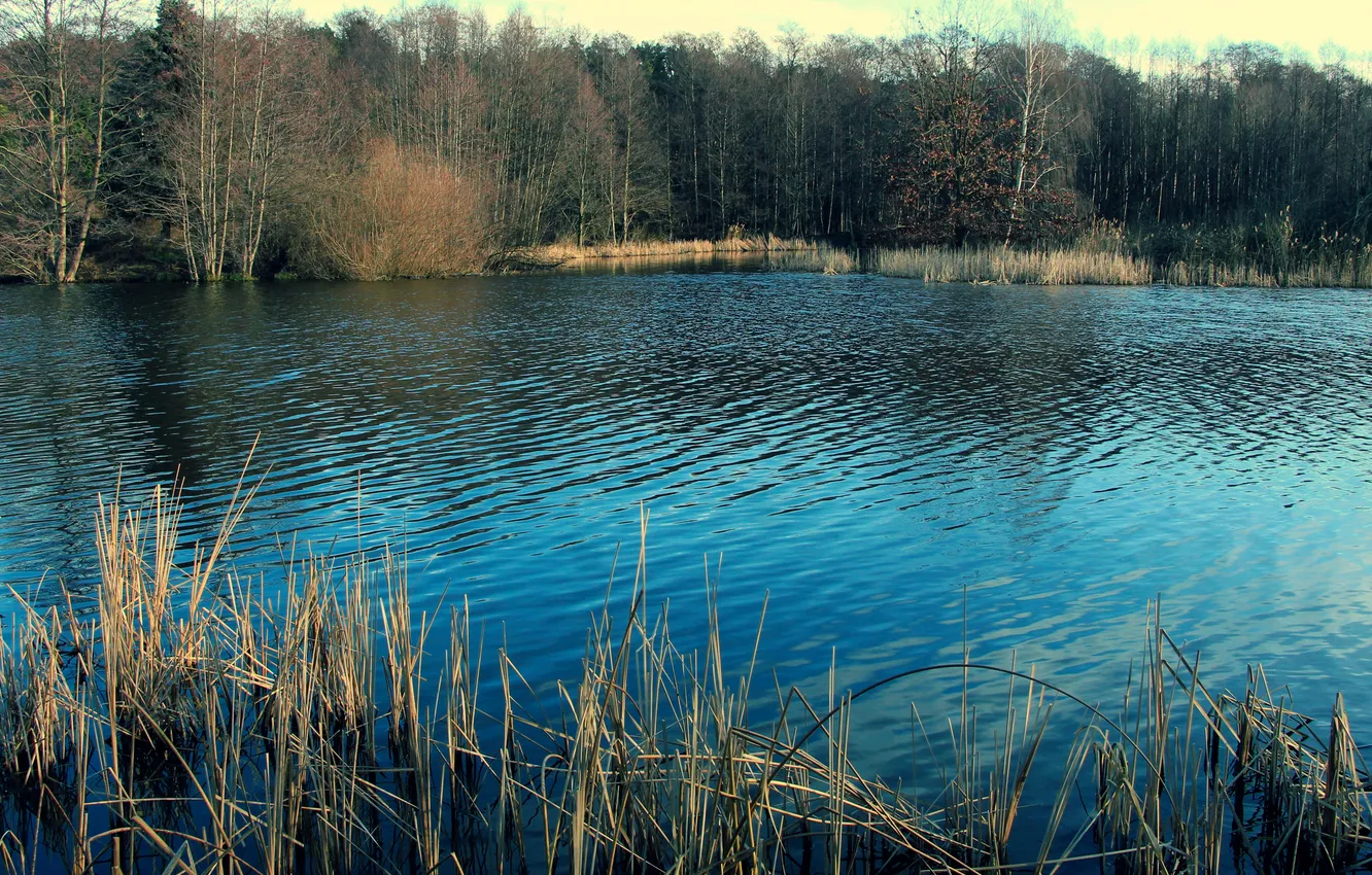 Фото обои water, lake, pond