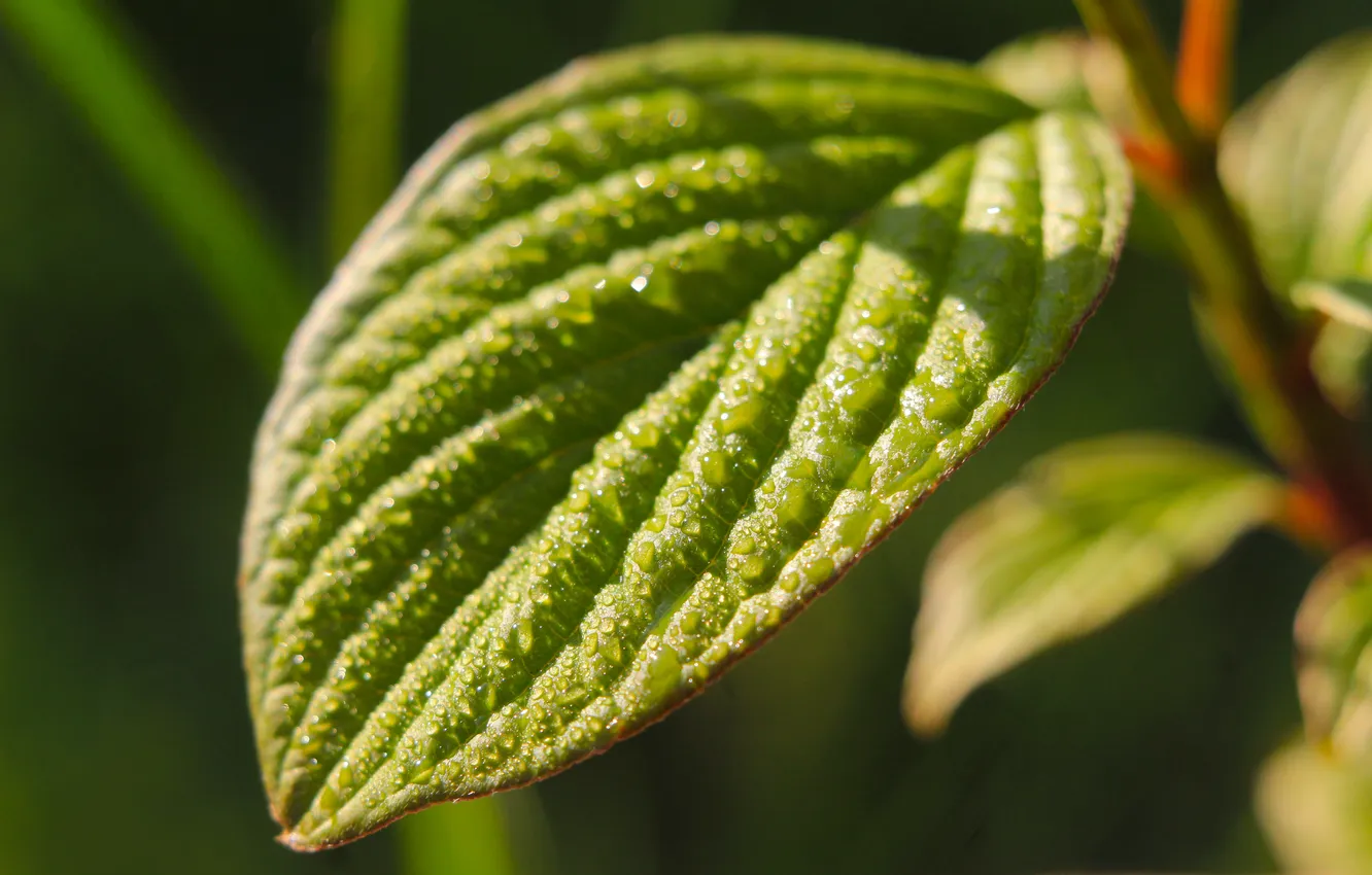 Фото обои green, spring, leaf, plant